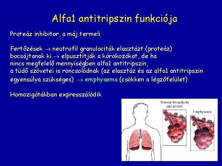 Alfa 1 antitripszin funkciója Proteáz inhibitor, a máj termeli Fertőzések neutrofil granulociták elasztázt (proteáz)