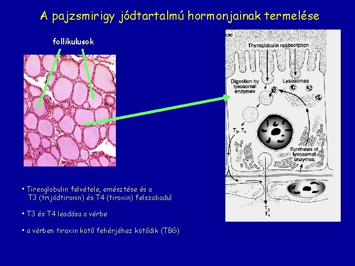 A pajzsmirigy jódtartalmú hormonjainak termelése follikulusok • Tireoglobulin felvétele, emésztése és a T 3