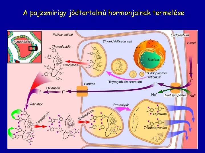 A pajzsmirigy jódtartalmú hormonjainak termelése 