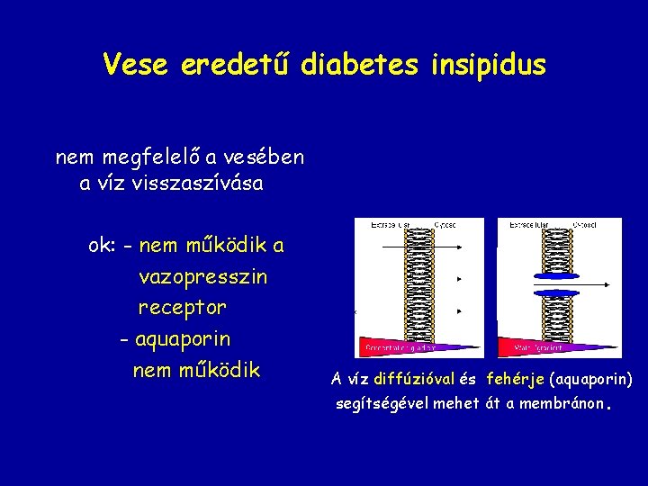 Vese eredetű diabetes insipidus nem megfelelő a vesében a víz visszaszívása ok: - nem