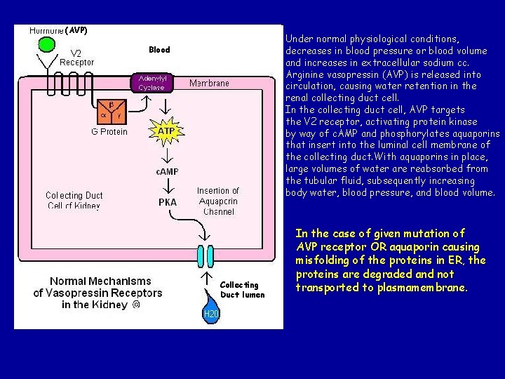 (AVP) Under normal physiological conditions, decreases in blood pressure or blood volume and increases