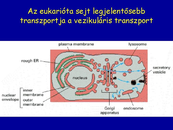 Az eukarióta sejt legjelentősebb transzportja a vezikuláris transzport 