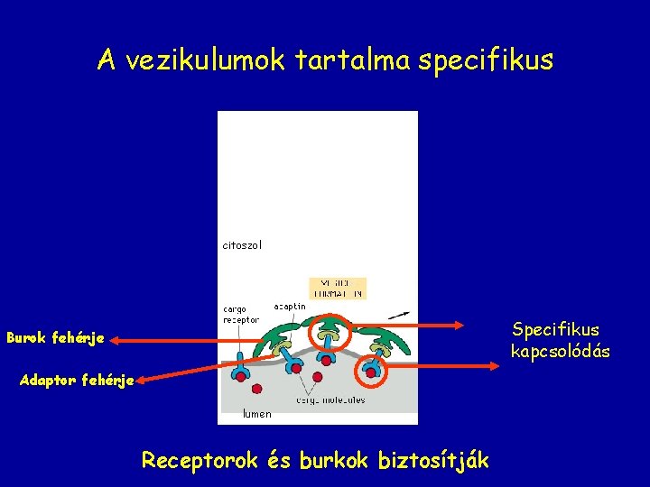 A vezikulumok tartalma specifikus citoszol Specifikus kapcsolódás Burok fehérje Adaptor fehérje lumen Receptorok és