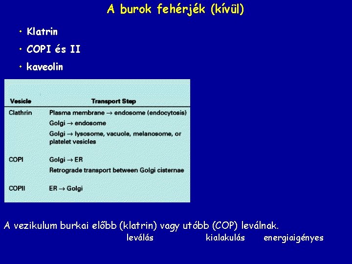 A burok fehérjék (kívül) • Klatrin • COPI és II • kaveolin A vezikulum