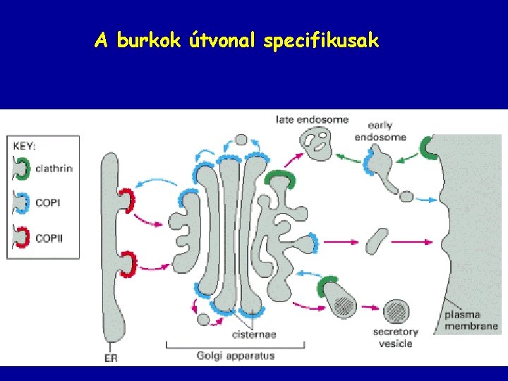 A burkok útvonal specifikusak 