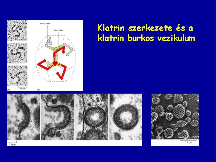 Klatrin szerkezete és a klatrin burkos vezikulum 