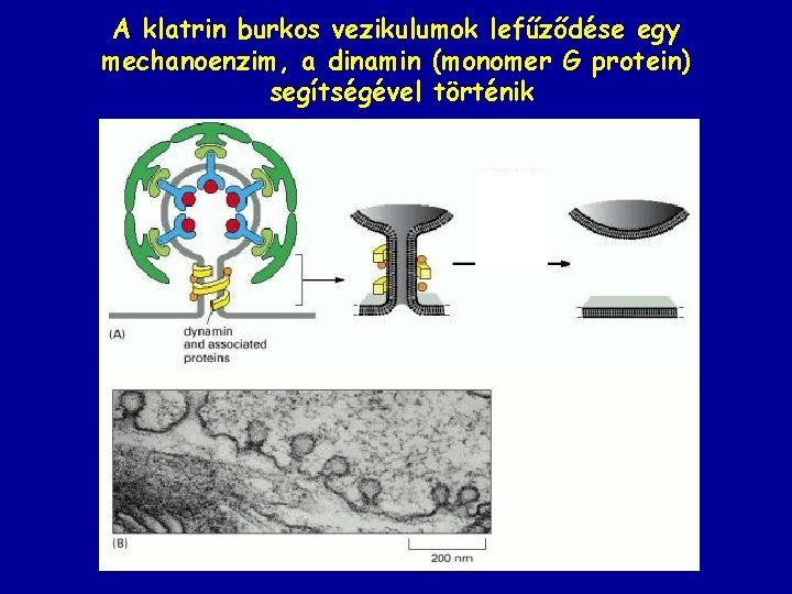 A klatrin burkos vezikulumok lefűződése egy mechanoenzim, a dinamin (monomer G protein) segítségével történik