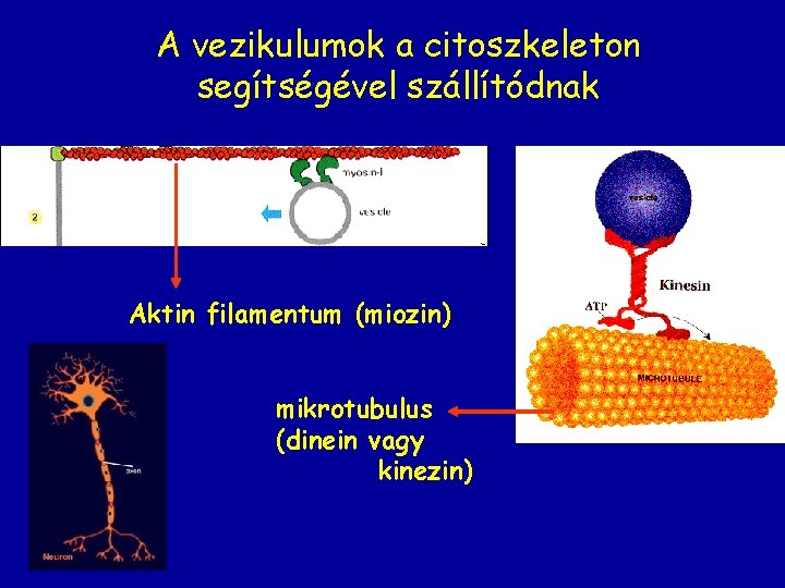 A vezikulumok a citoszkeleton segítségével szállítódnak Aktin filamentum (miozin) mikrotubulus (dinein vagy kinezin) 