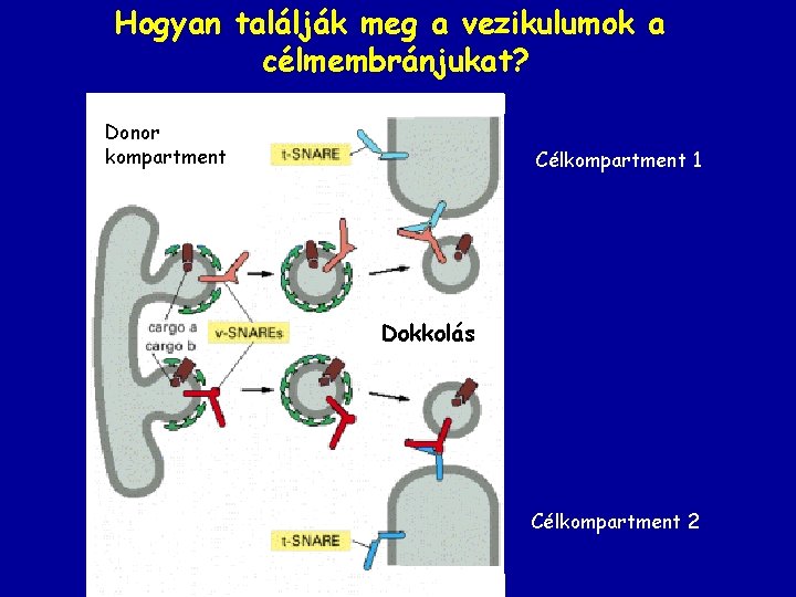 Hogyan találják meg a vezikulumok a célmembránjukat? Donor kompartment Célkompartment 1 Dokkolás fúzió Célkompartment