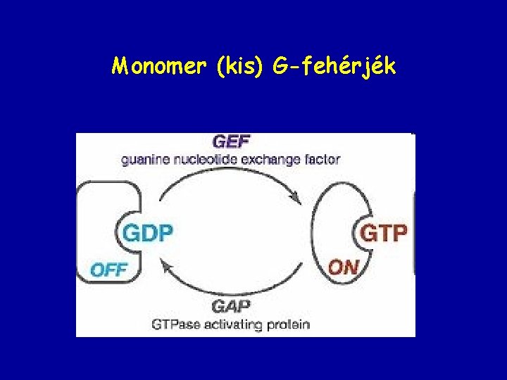 Monomer (kis) G-fehérjék 