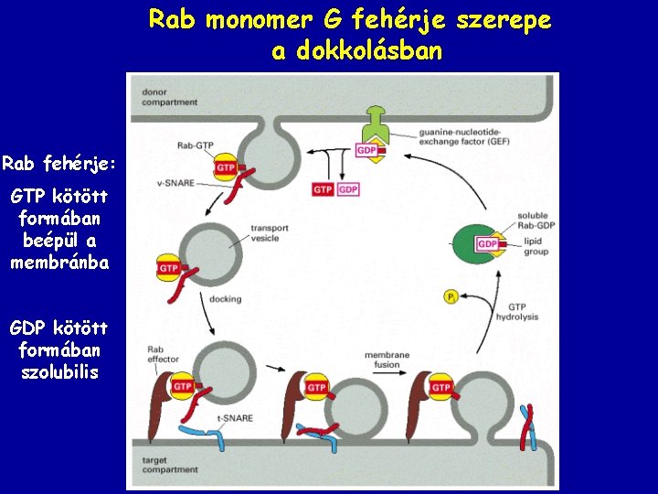 Rab monomer G fehérje szerepe a dokkolásban Rab fehérje: GTP kötött formában beépül a