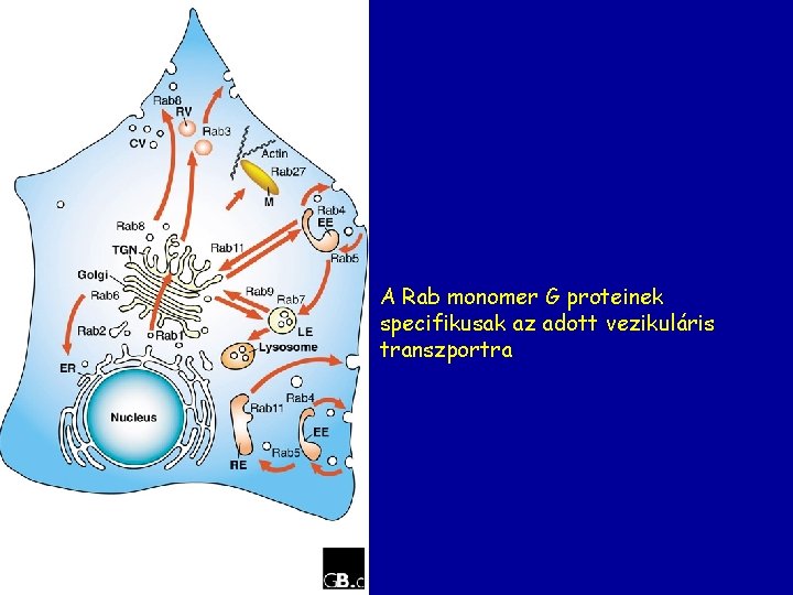 A Rab monomer G proteinek specifikusak az adott vezikuláris transzportra 