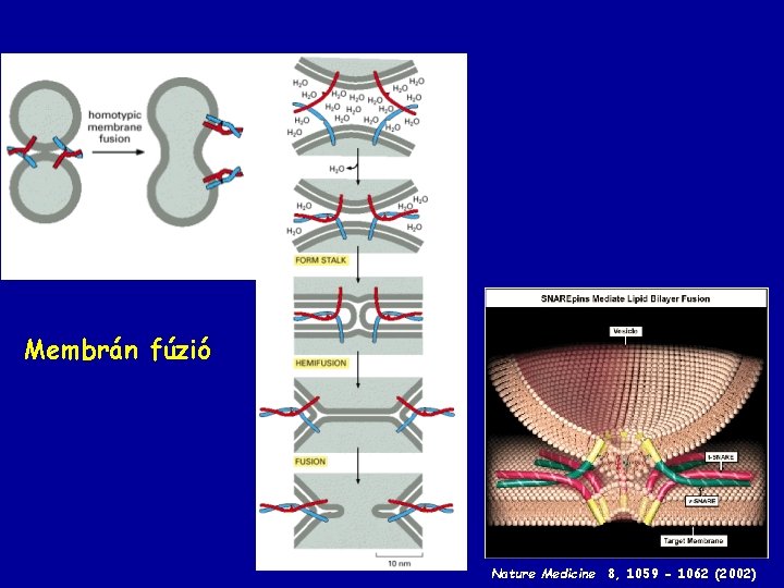 Membrán fúzió Nature Medicine 8, 1059 - 1062 (2002) 