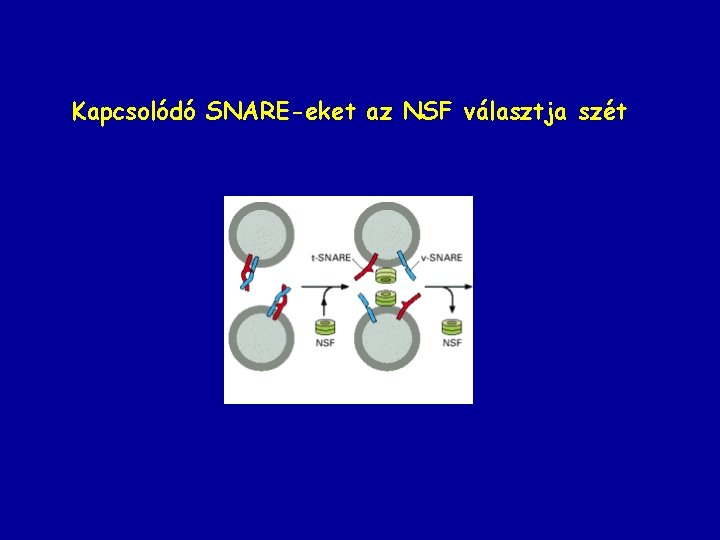 Kapcsolódó SNARE-eket az NSF választja szét 