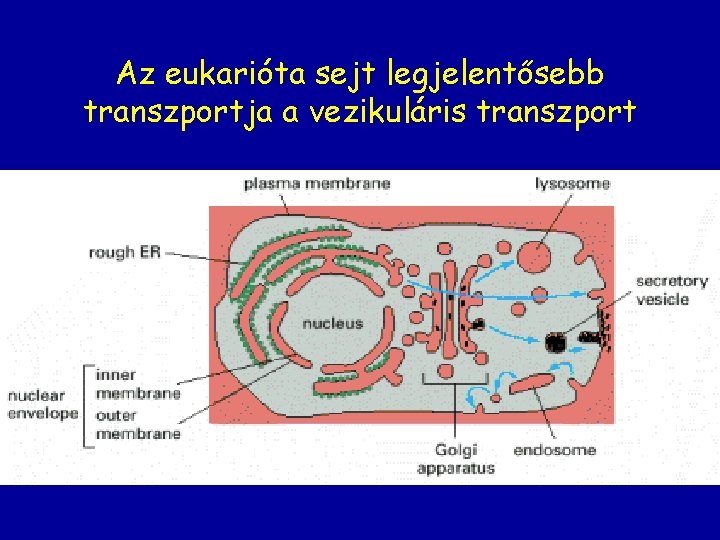 Az eukarióta sejt legjelentősebb transzportja a vezikuláris transzport 