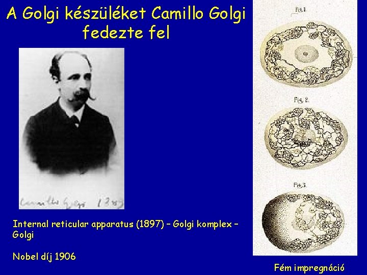 A Golgi készüléket Camillo Golgi fedezte fel Internal reticular apparatus (1897) – Golgi komplex