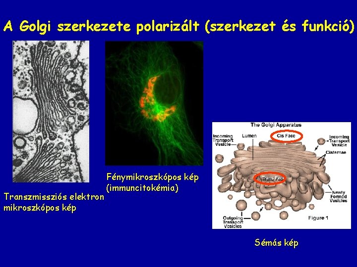 A Golgi szerkezete polarizált (szerkezet és funkció) Transzmissziós elektron mikroszkópos kép Fénymikroszkópos kép (immuncitokémia)