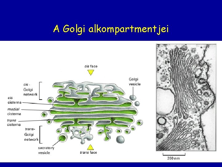 A Golgi alkompartmentjei 