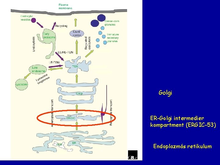 Golgi ER-Golgi intermedier kompartment (ERGIC-53) Endoplazmás retikulum 