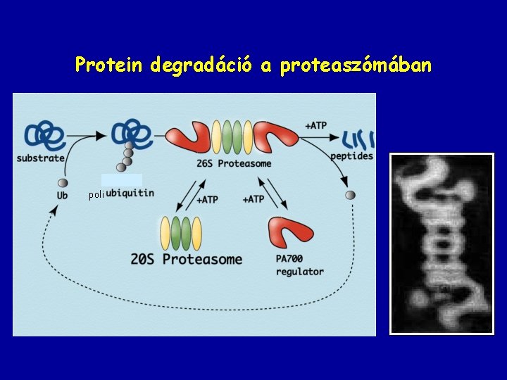 Protein degradáció a proteaszómában poli 