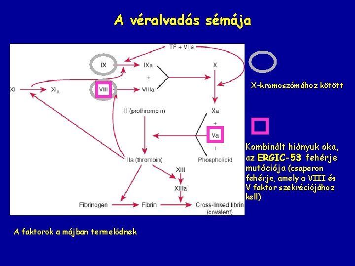 A véralvadás sémája X-kromoszómához kötött Kombinált hiányuk oka, az ERGIC-53 fehérje mutációja (csaperon fehérje,