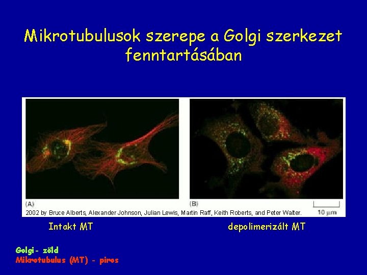 Mikrotubulusok szerepe a Golgi szerkezet fenntartásában 2002 by Bruce Alberts, Alexander Johnson, Julian Lewis,