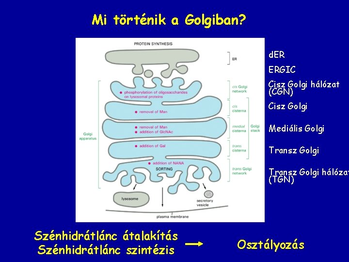 Mi történik a Golgiban? d. ER ERGIC Cisz Golgi hálózat (CGN) Cisz Golgi Mediális