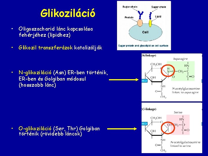 Glikoziláció • Oligoszacharid lánc kapcsolása fehérjéhez (lipidhez) • Glikozil transzferázok katalizálják • N-glikoziláció (Asn)