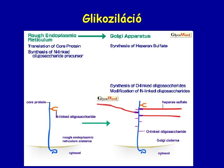 Glikoziláció 