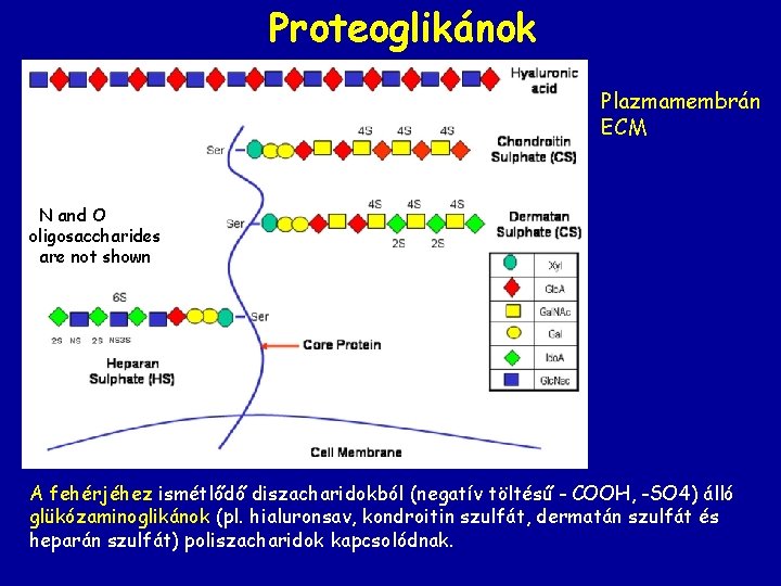 Proteoglikánok Plazmamembrán ECM N and O oligosaccharides are not shown A fehérjéhez ismétlődő diszacharidokból