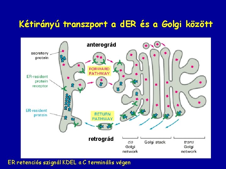 Kétirányú transzport a d. ER és a Golgi között anterográd retrográd ER retenciós szignál