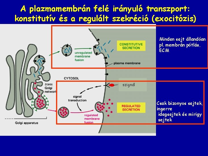 A plazmamembrán felé irányuló transzport: konstitutív és a regulált szekréció (exocitózis) Minden sejt állandóan