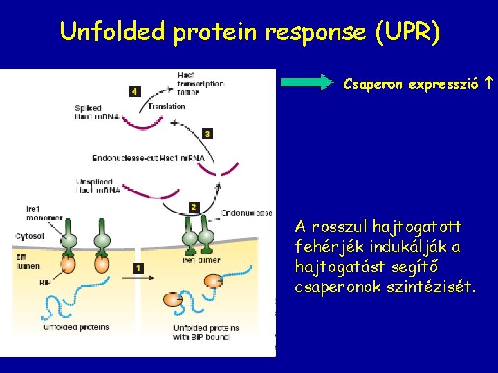 Unfolded protein response (UPR) Csaperon expresszió A rosszul hajtogatott fehérjék indukálják a hajtogatást segítő