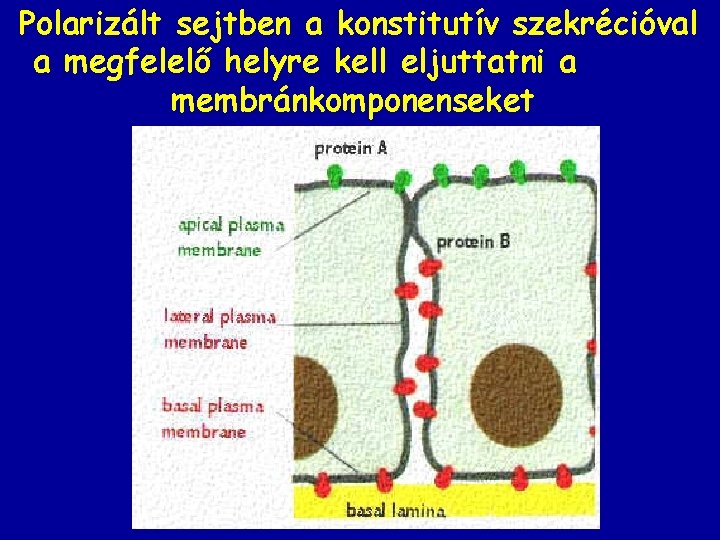 Polarizált sejtben a konstitutív szekrécióval a megfelelő helyre kell eljuttatni a membránkomponenseket 