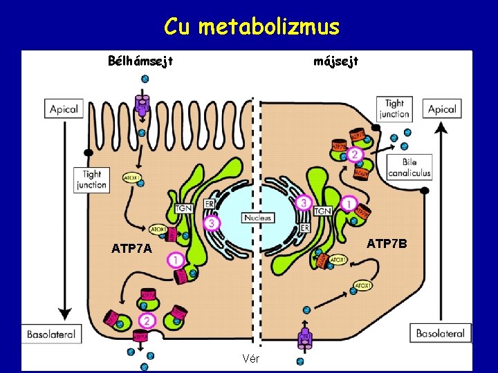 Cu metabolizmus Bélhámsejt májsejt ATP 7 B ATP 7 A Vér 