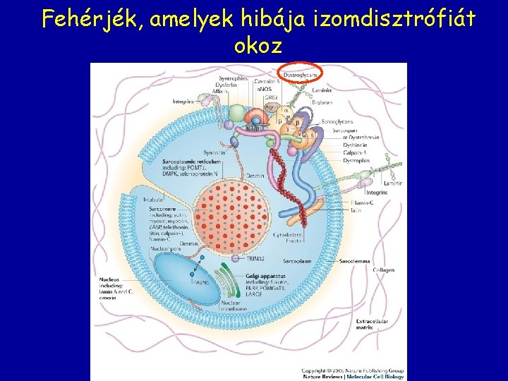 Fehérjék, amelyek hibája izomdisztrófiát okoz 