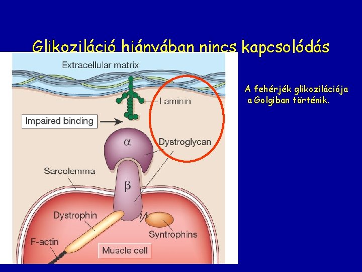 Glikoziláció hiányában nincs kapcsolódás A fehérjék glikozilációja a Golgiban történik. 