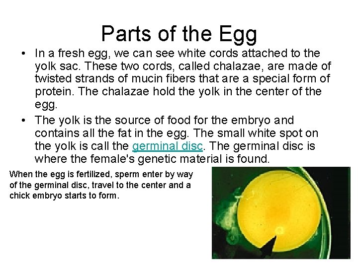 Parts of the Egg • In a fresh egg, we can see white cords