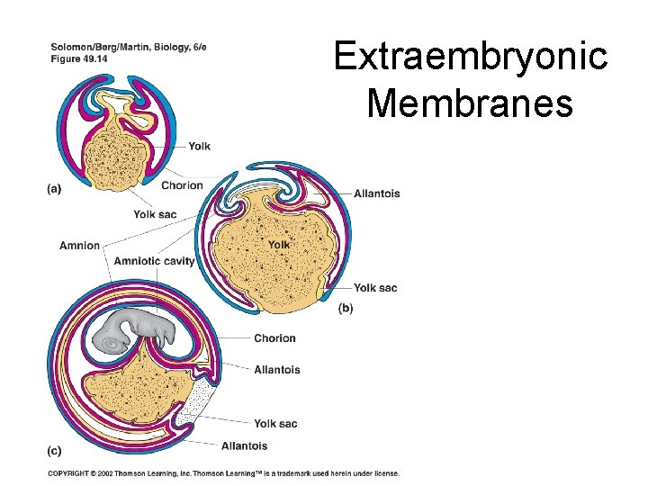 Extraembryonic Membranes 