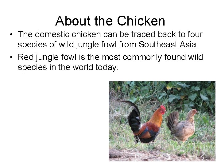 About the Chicken • The domestic chicken can be traced back to four species