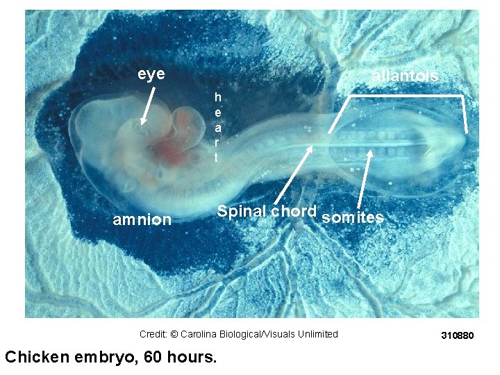 eye allantois h e a r t amnion Spinal chord somites Credit: © Carolina