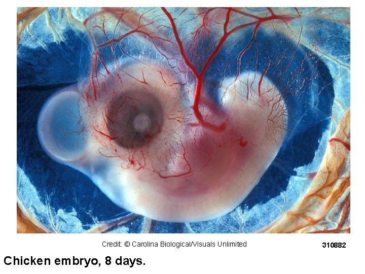 Credit: © Carolina Biological/Visuals Unlimited Chicken embryo, 8 days. 310882 