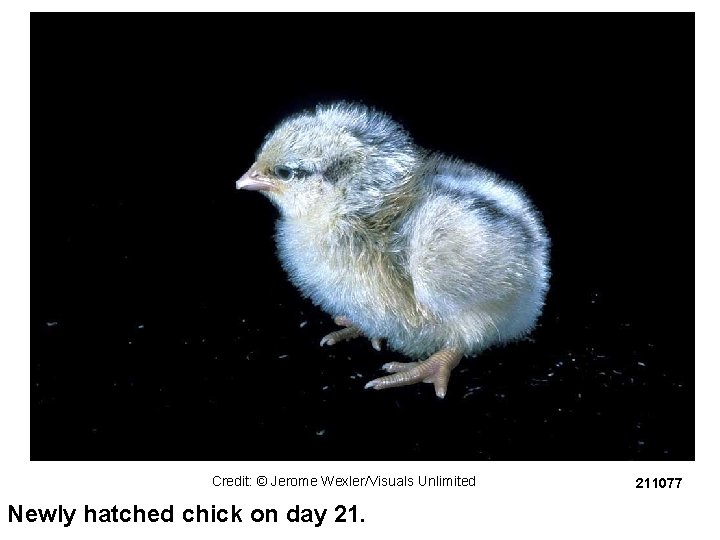Credit: © Jerome Wexler/Visuals Unlimited Newly hatched chick on day 21. 211077 