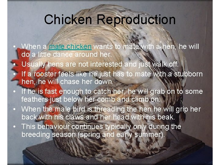 Chicken Reproduction • When a male chicken wants to mate with a hen, he