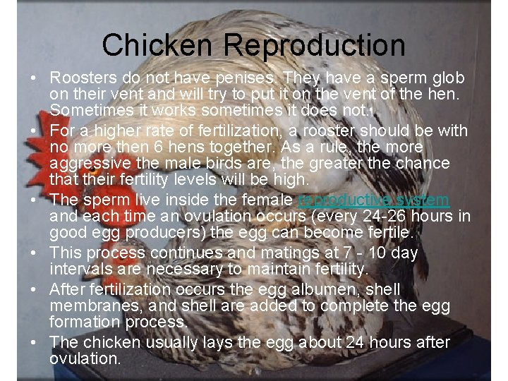 Chicken Reproduction • Roosters do not have penises. They have a sperm glob on