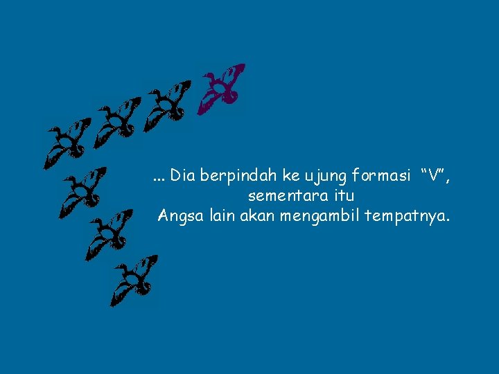 . . . Dia berpindah ke ujung formasi “V”, sementara itu Angsa lain akan