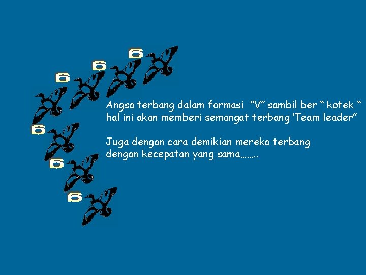 Angsa terbang dalam formasi “V” sambil ber “ kotek “ hal ini akan memberi