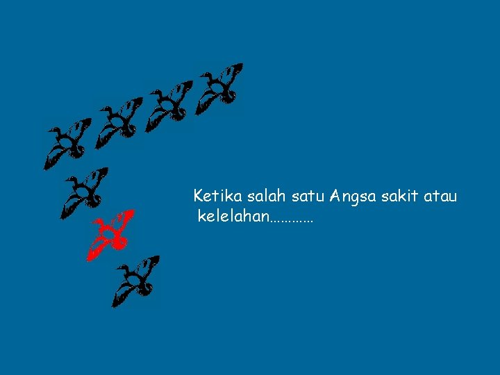 Ketika salah satu Angsa sakit atau kelelahan………… 