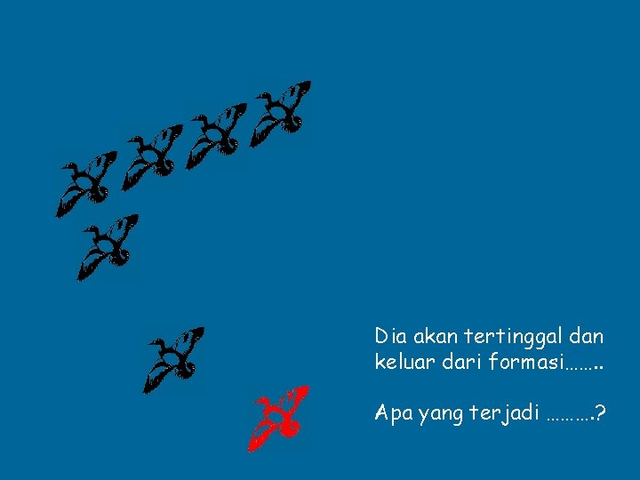Dia akan tertinggal dan keluar dari formasi……. . Apa yang terjadi ………. ? 