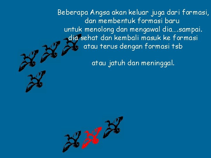 Beberapa Angsa akan keluar juga dari formasi, dan membentuk formasi baru untuk menolong dan